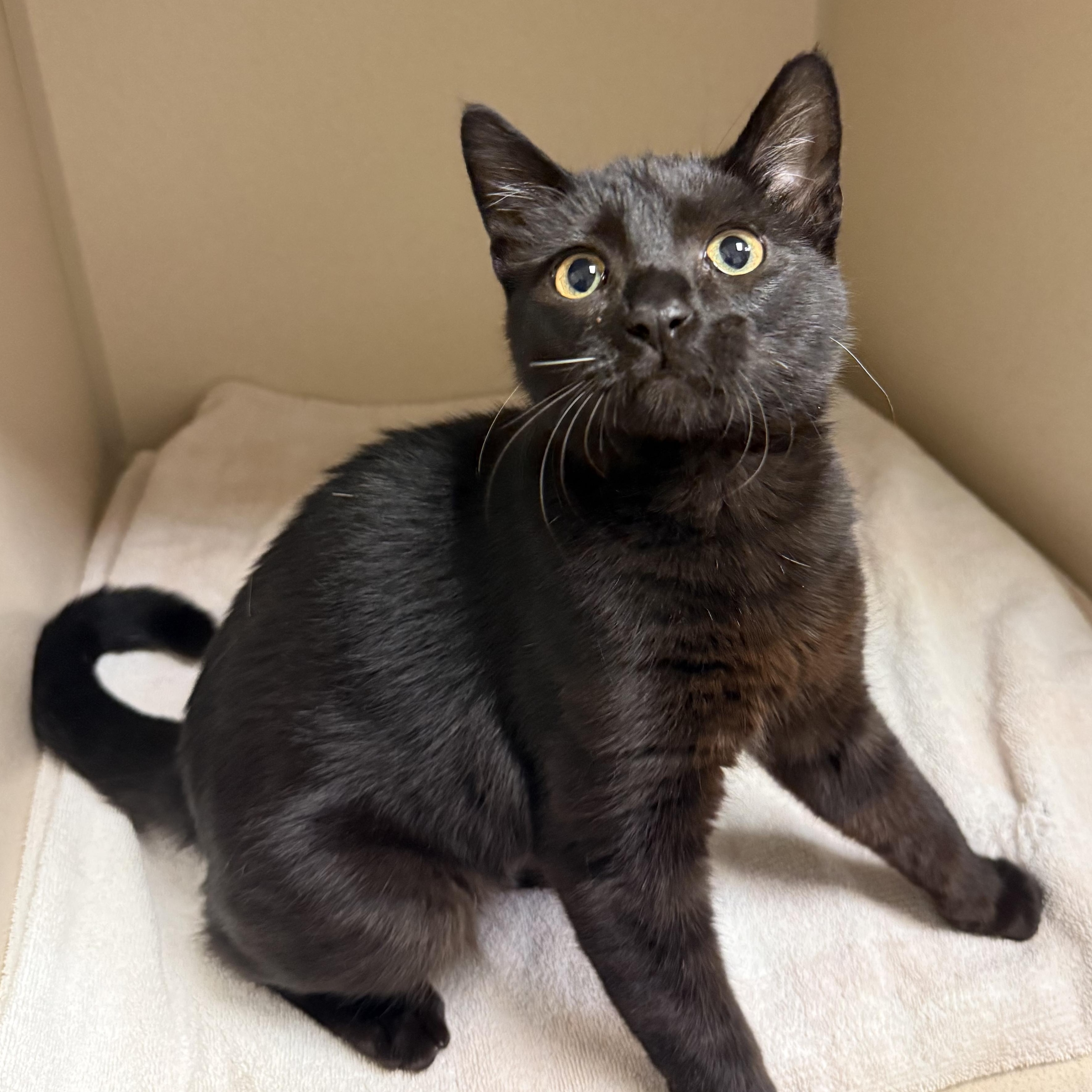 Amazon , adopted, Young Male Domestic Short Hair.