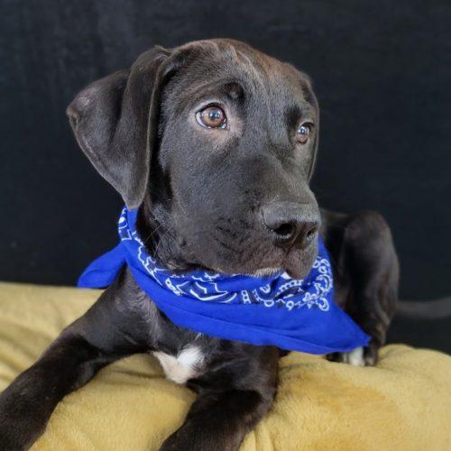 Blueberry, Adoptable, Young Male Labrador Retriever & Mixed Breed.