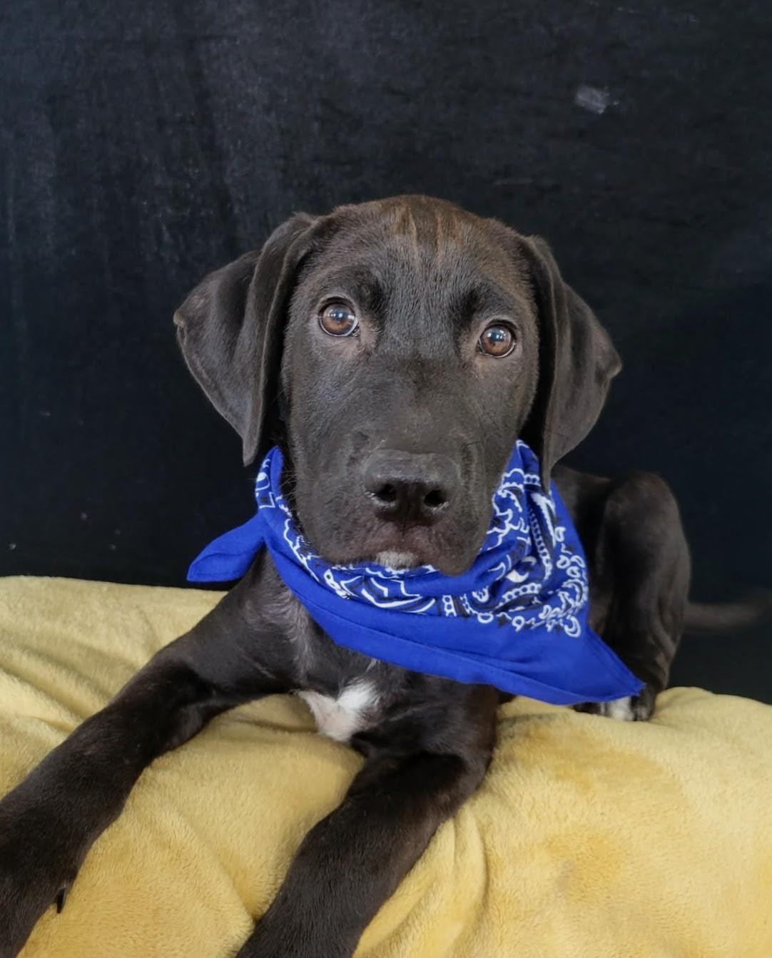 Blueberry, a Adoptable mixed breed in Leesburg, AL image 2/3