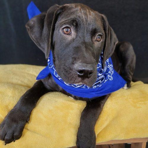 Blueberry, a Adoptable mixed breed in Leesburg, AL image 3/3