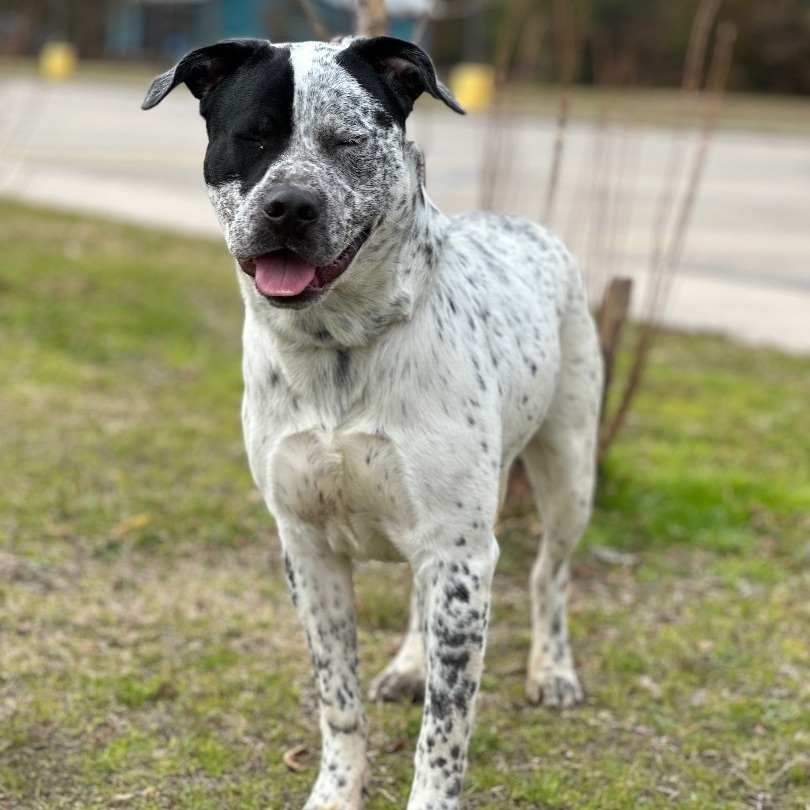Otis 3