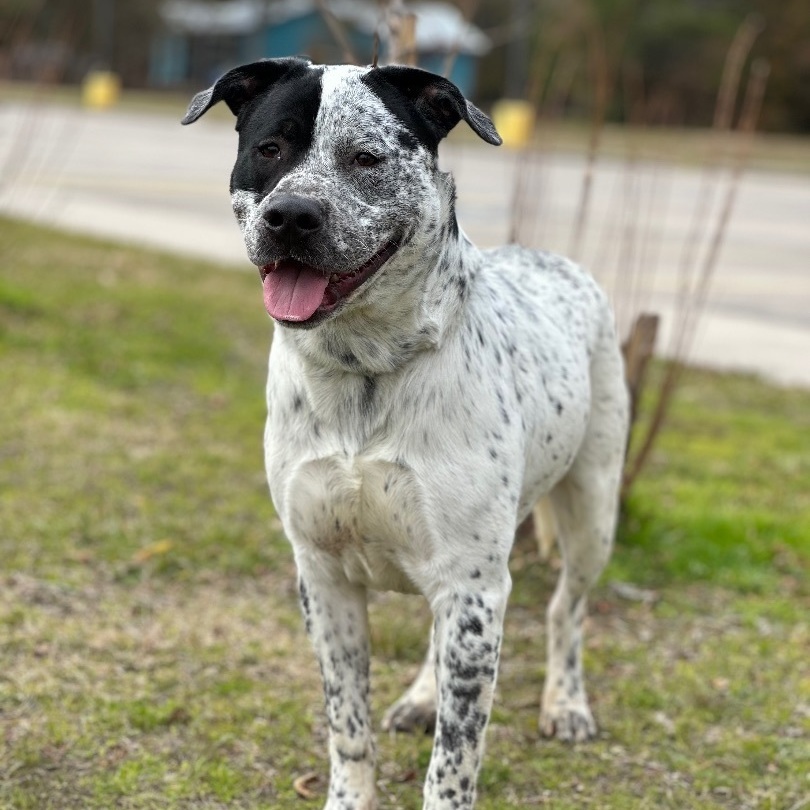 Otis 2