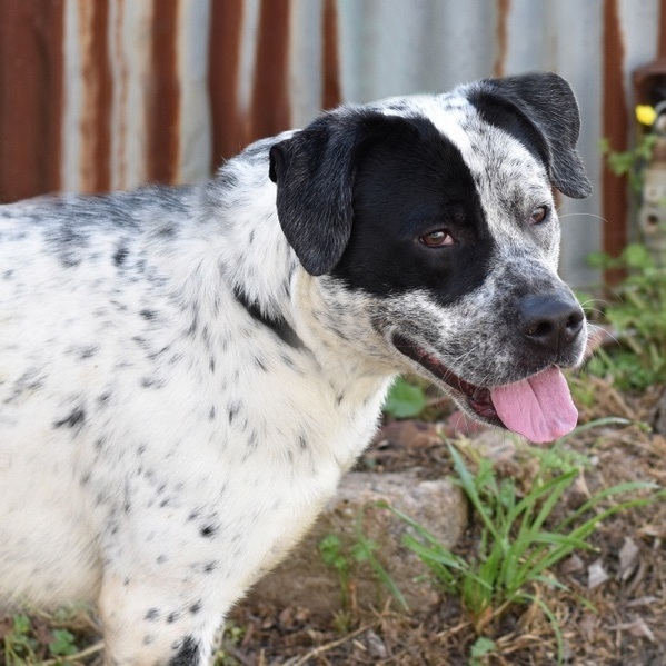 Otis 1