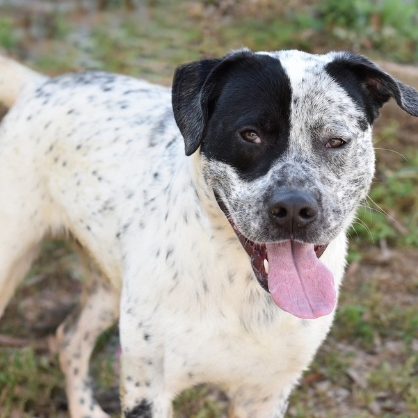 Otis 6