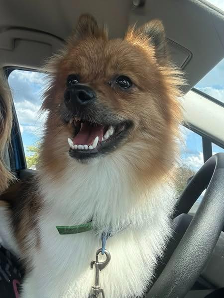 Tobey, Adoptable, Young Male Pomeranian.