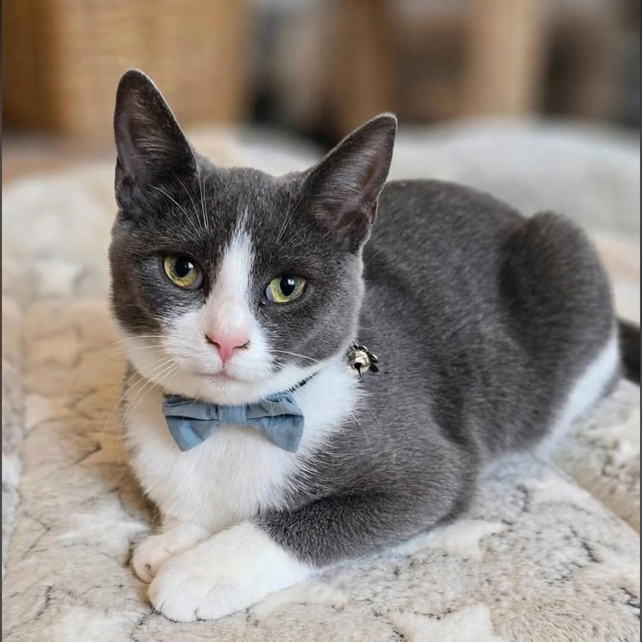 Gil (bonded with Ginny), Adoptable, Kitten Male Domestic Short Hair.