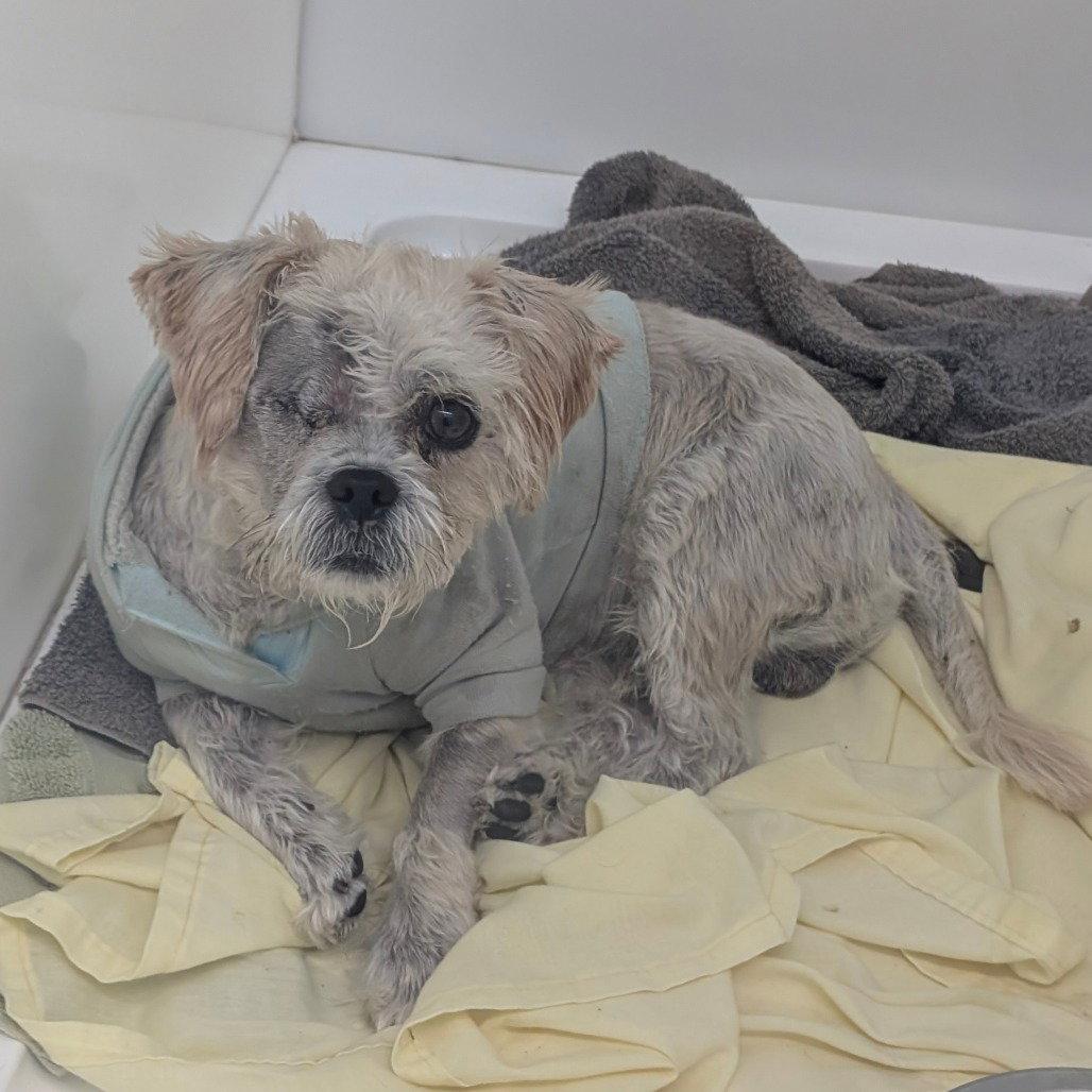 CRATER, Adopted, Adult Male Maltese.