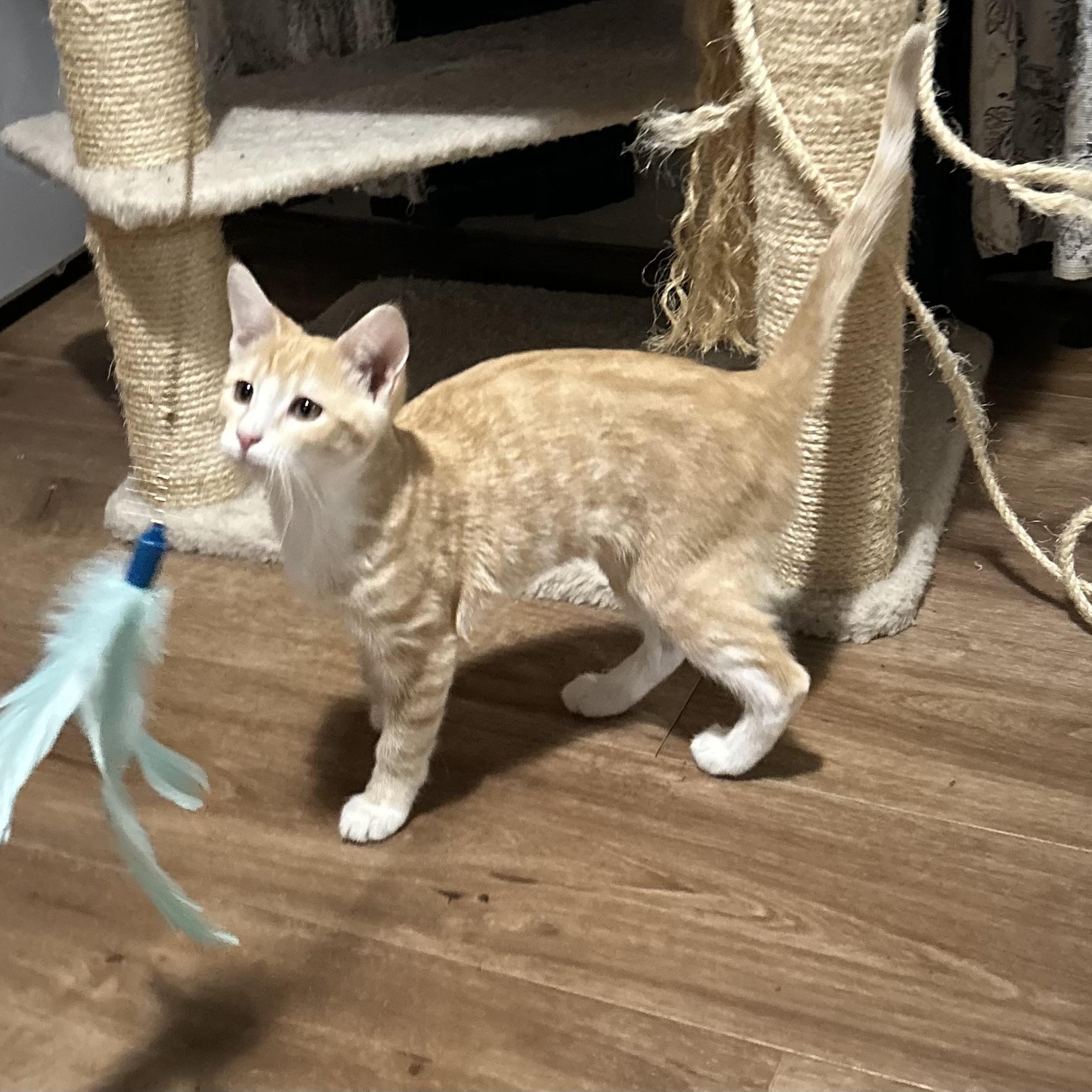 Enlarge CAMILA, a Adoptable Domestic Short Hair in Lake City, MN image 2/3