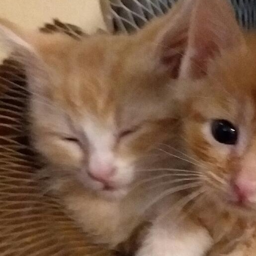 CAMILA, Adoptable, Kitten Female Domestic Short Hair.