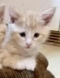 CAMILA, Adoptable, Kitten Female Domestic Short Hair.