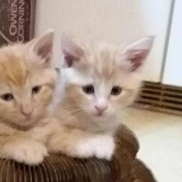 Enlarge CAMILA, a Adoptable Domestic Short Hair in Lake City, MN image 2/2