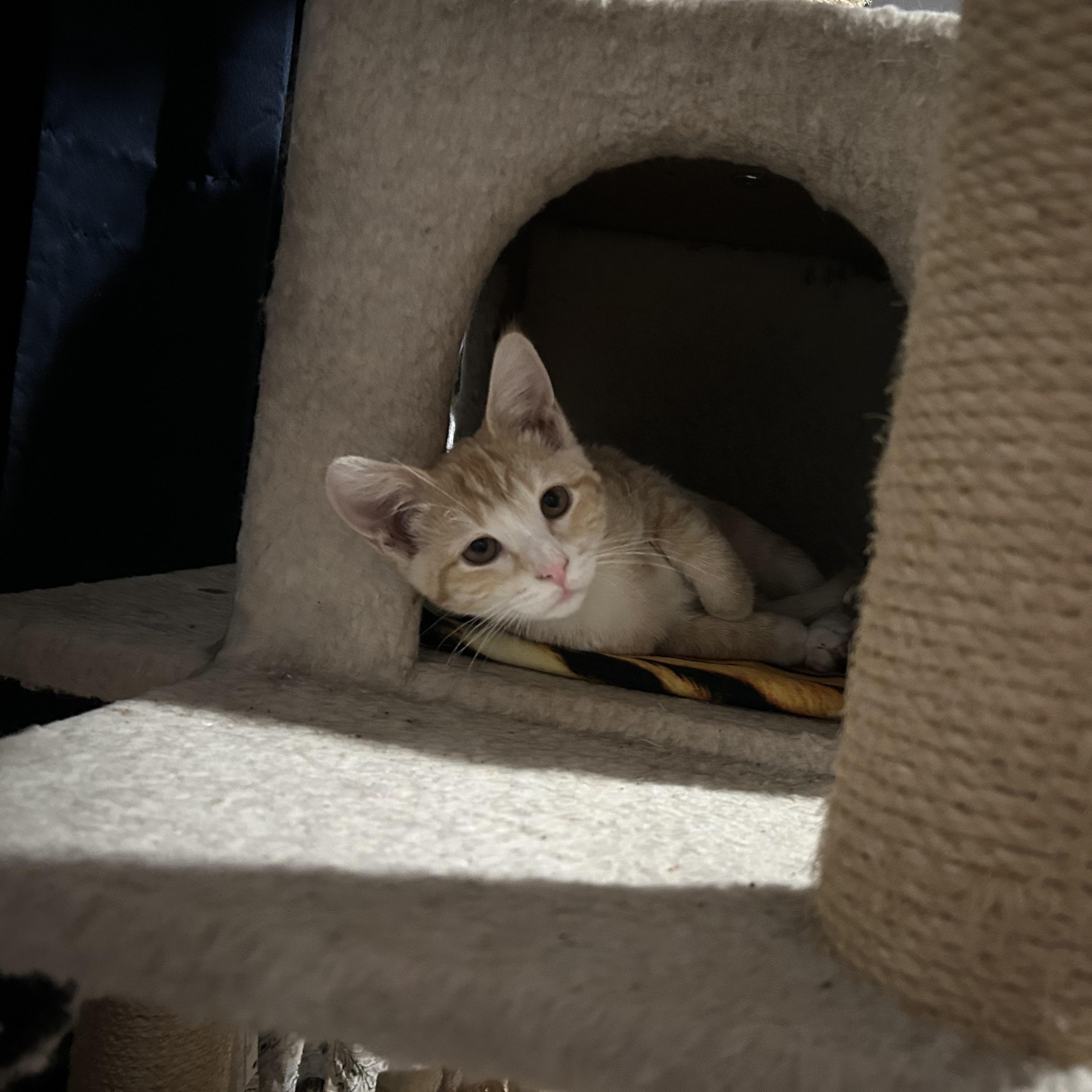 Enlarge CAMILA, a Adoptable Domestic Short Hair in Lake City, MN image 3/3