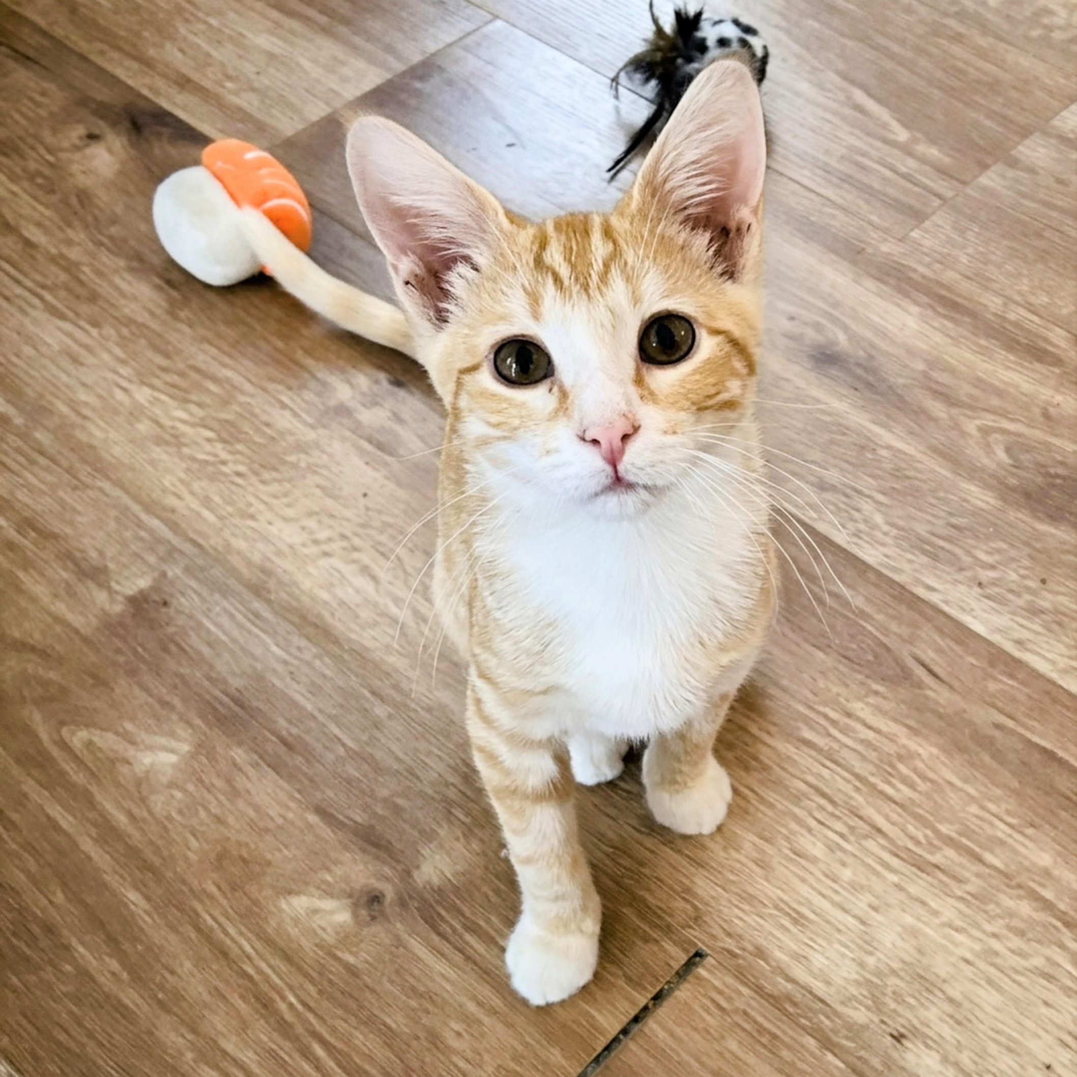 Enlarge CAMILA, a Adoptable Domestic Short Hair in Lake City, MN image 1/3