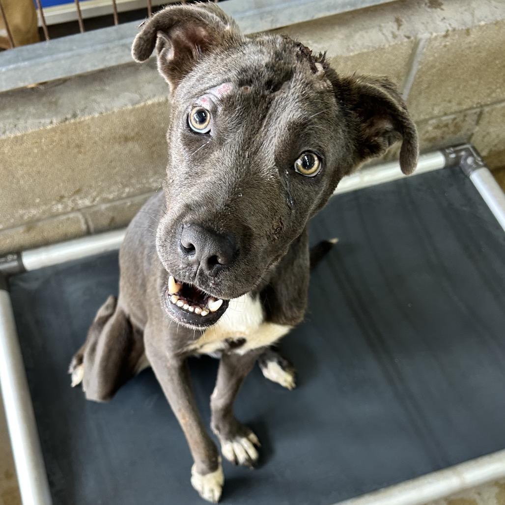 Xena, Adoptable, Young Female Blue Lacy.