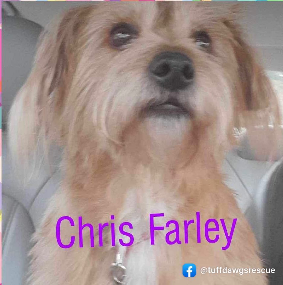 Enlarge Farley - RICHMOND, IN, a Adopted mixed breed in LOWELL, IN image 1/1