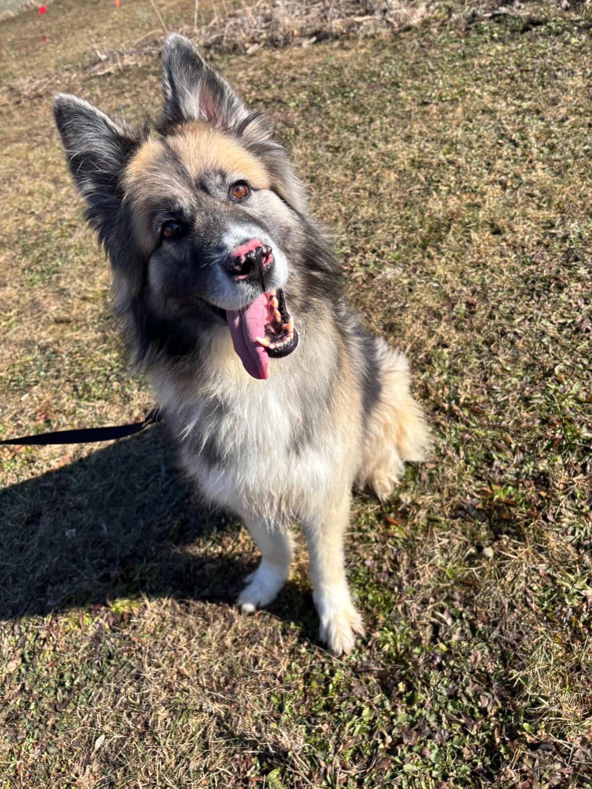 Solomon, a ADOPTABLE mixed breed in Mason City, IA image 1/2