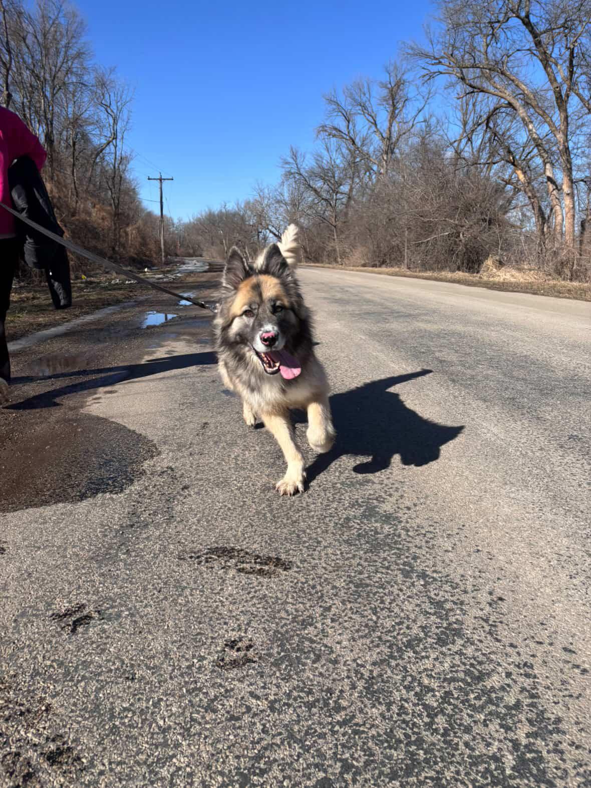 Solomon, a ADOPTABLE mixed breed in Mason City, IA image 2/2