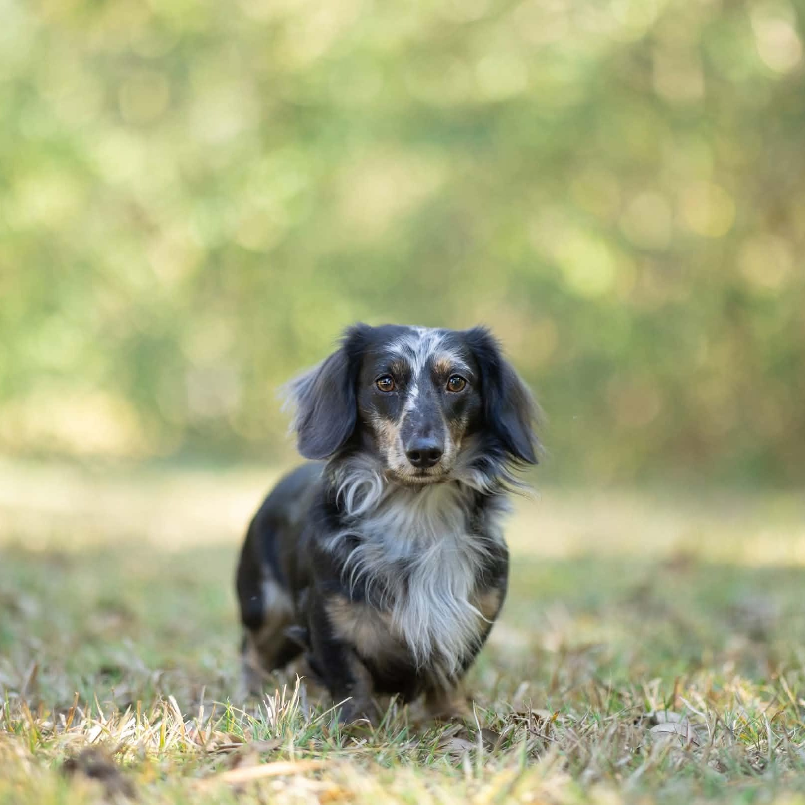 Nate, Adoptable, Young Male Dachshund (Long Haired).