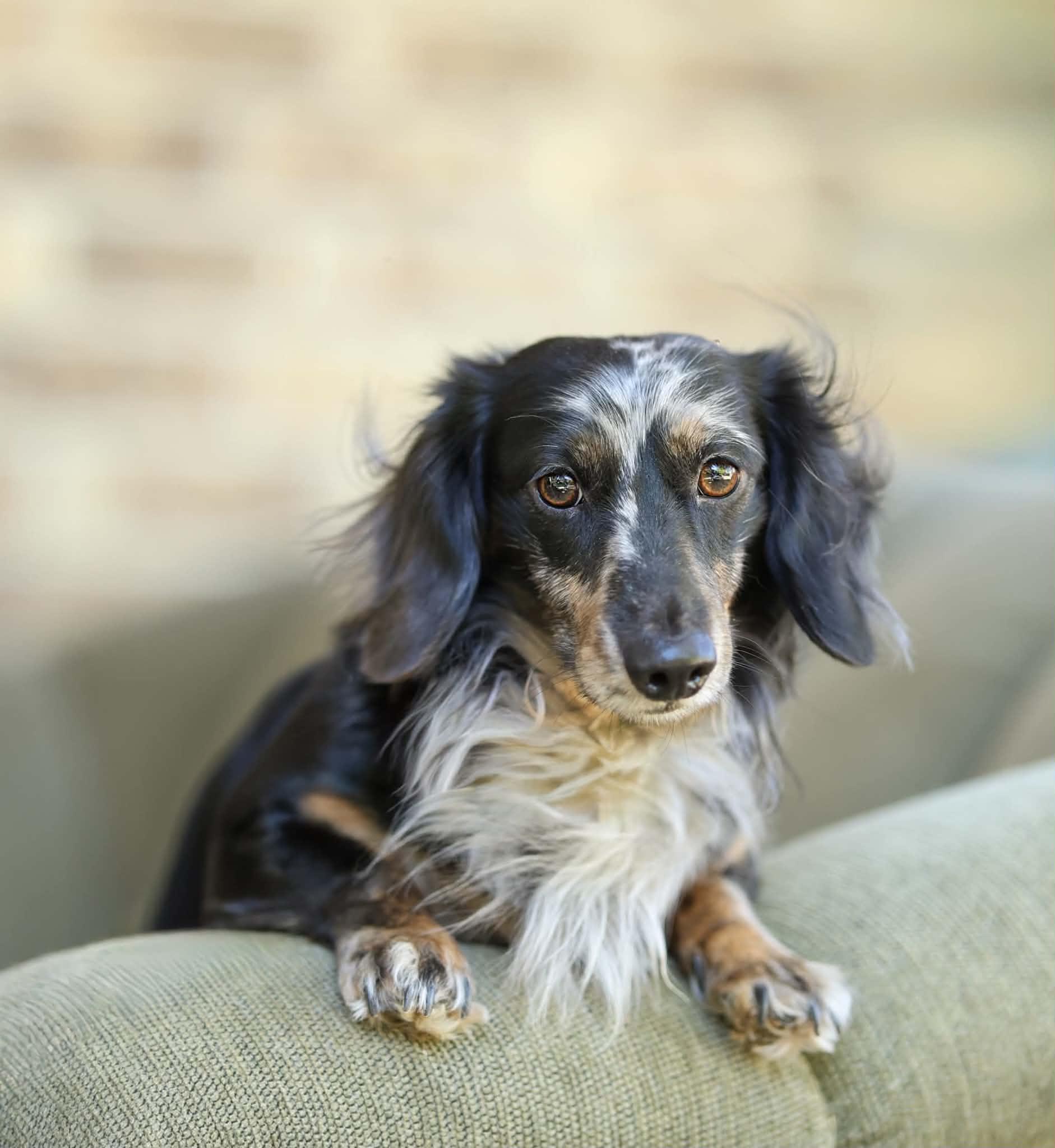 Enlarge Nate, a Adoptable Dachshund (Long Haired) in Hagerstown, MD image 3/6