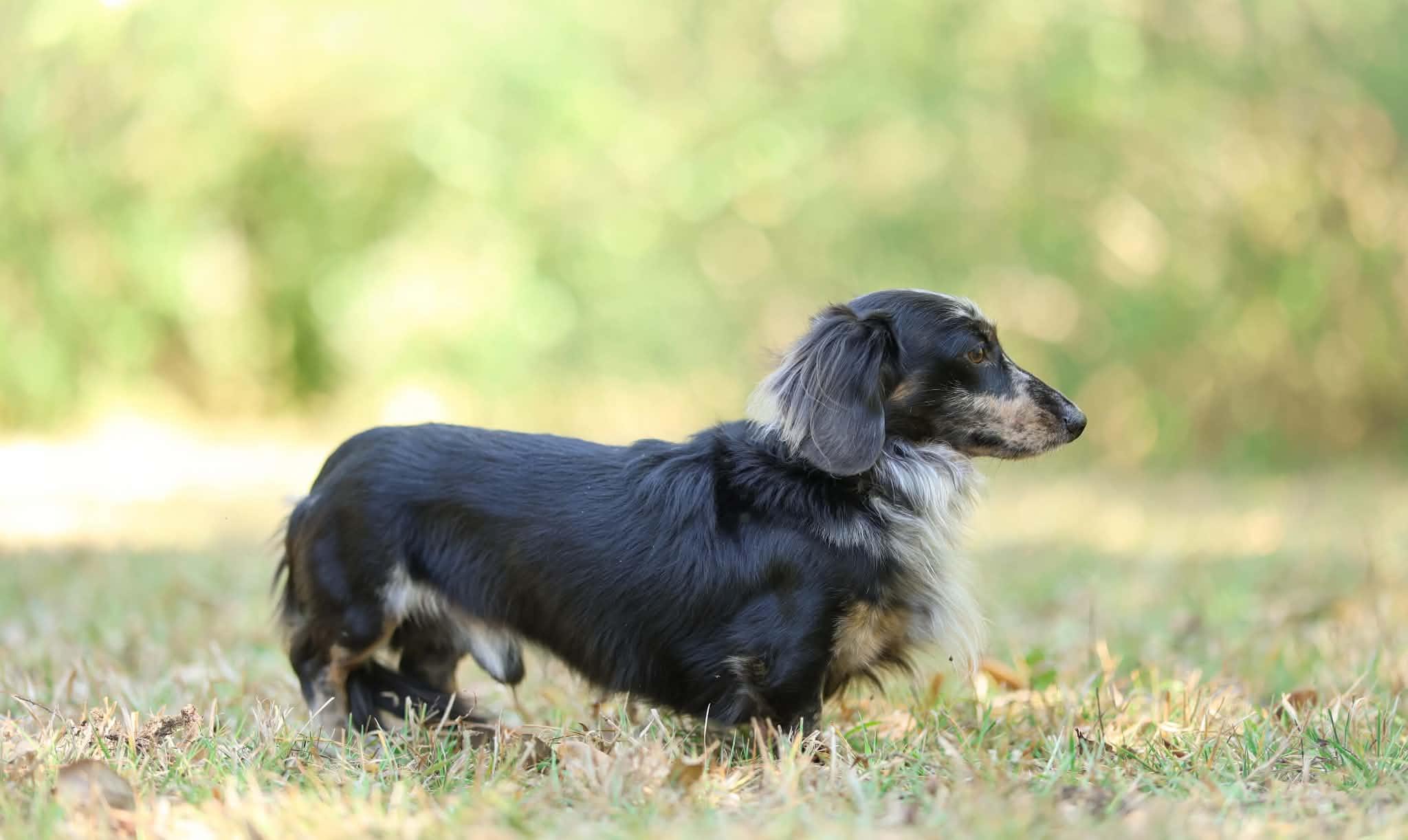Enlarge Nate, a Adoptable Dachshund (Long Haired) in Hagerstown, MD image 4/6