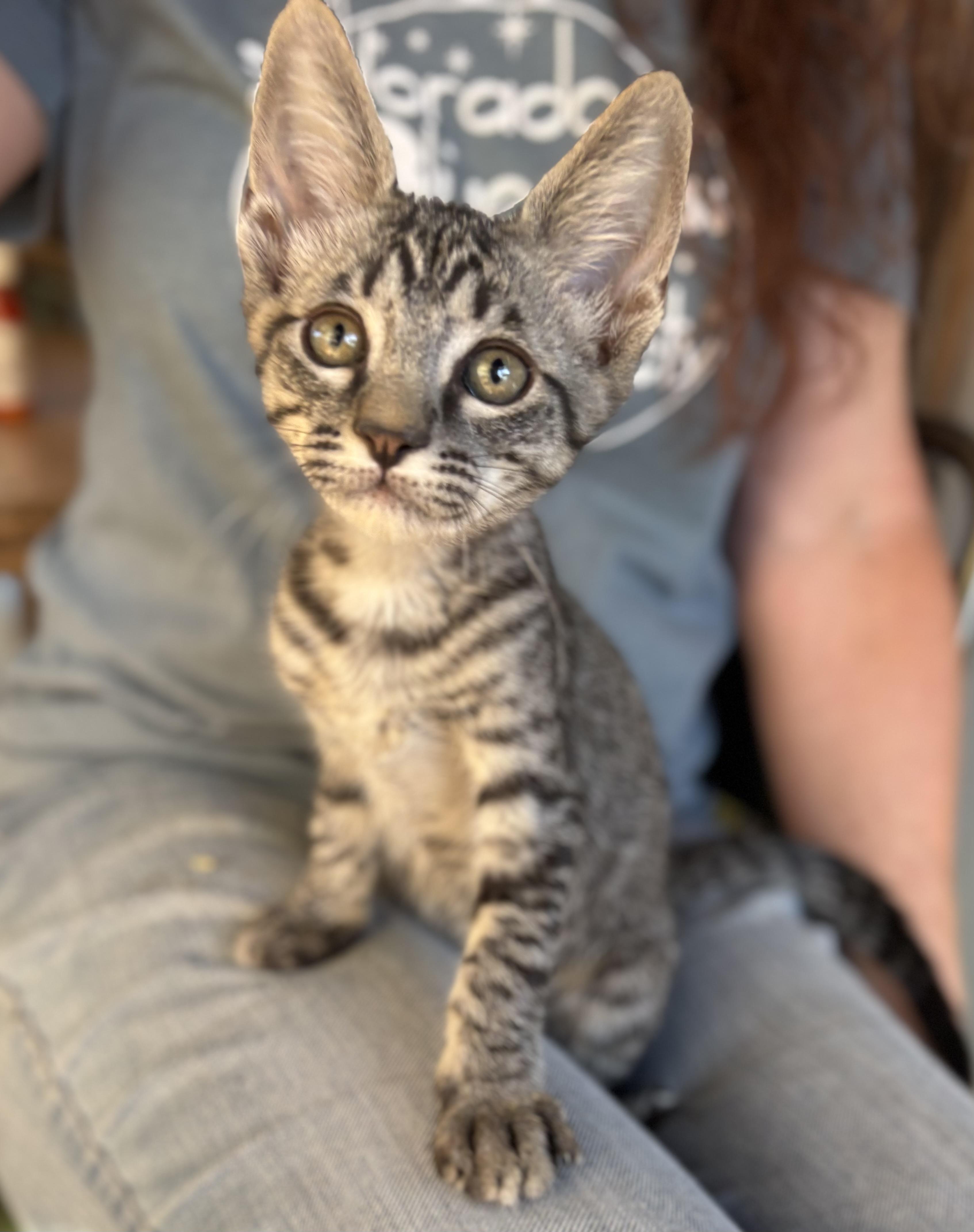 Enlarge Chubasco, a Adoptable Domestic Short Hair in Oracle, AZ image 2/3