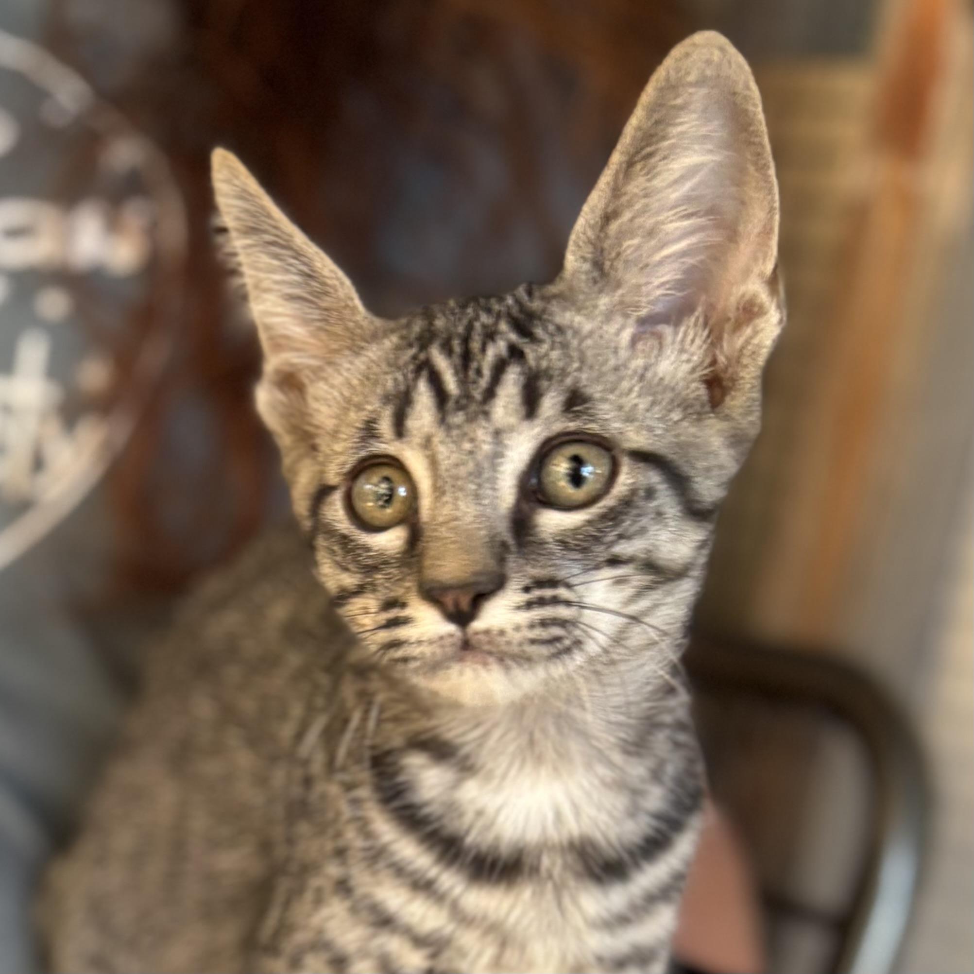 Chubasco, Adoptable, Young Male Domestic Short Hair.