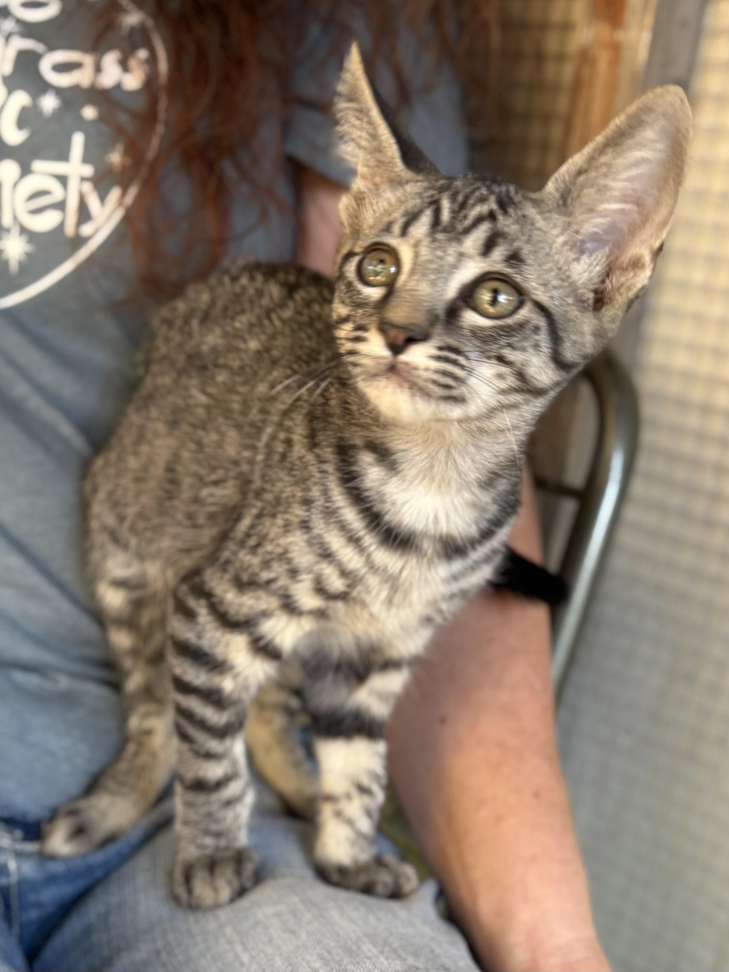 Enlarge Chubasco, a Adoptable Domestic Short Hair in Oracle, AZ image 3/3