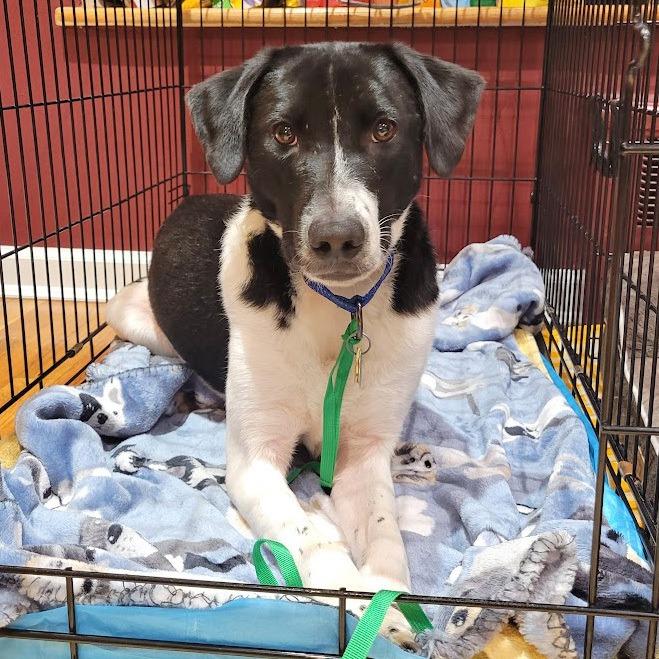 LA5593 Marty, Adoptable, Adult Male Mixed Breed.