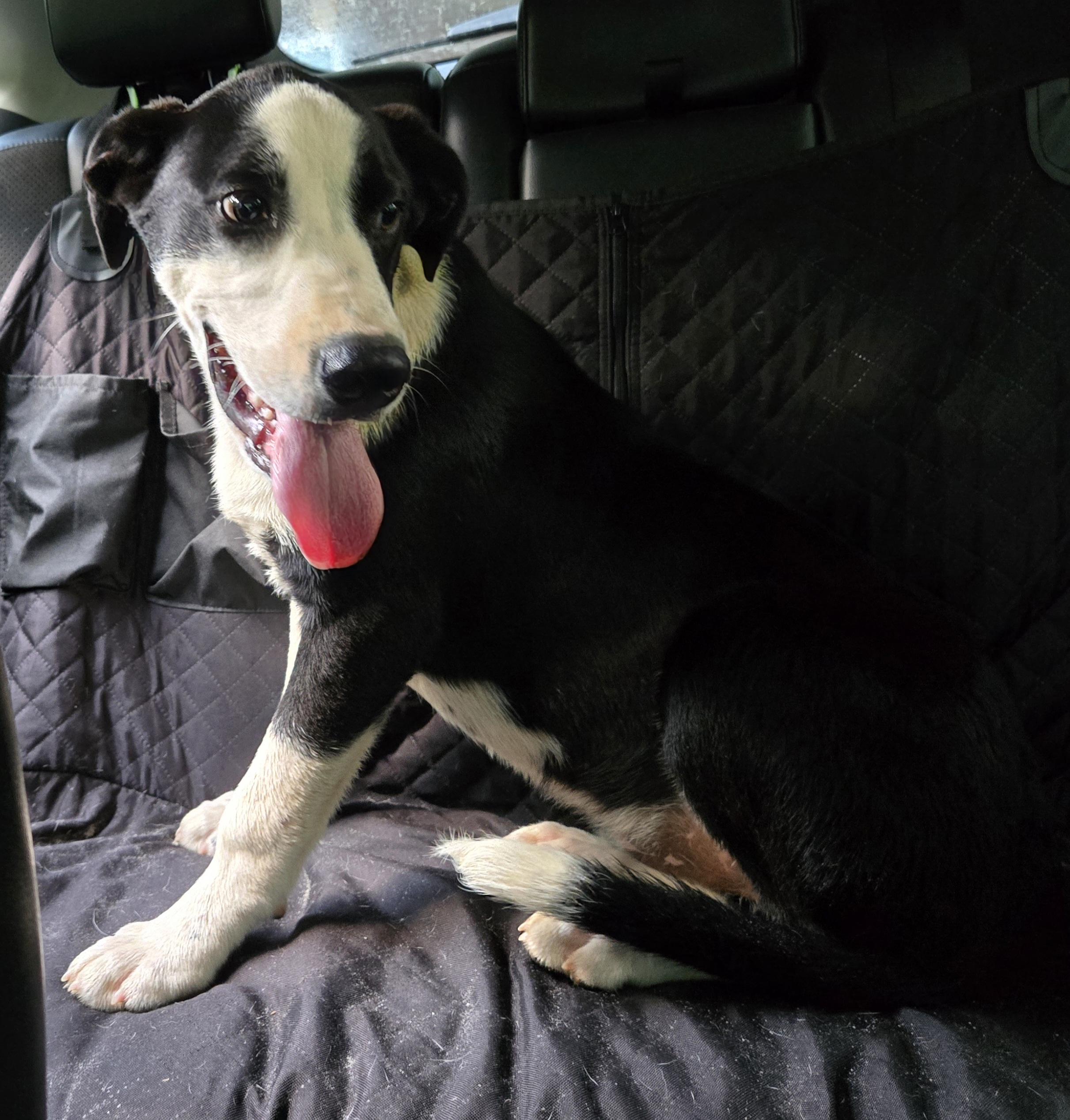 Sulley, Adoptable, Young Male Labrador Retriever & Border Collie.