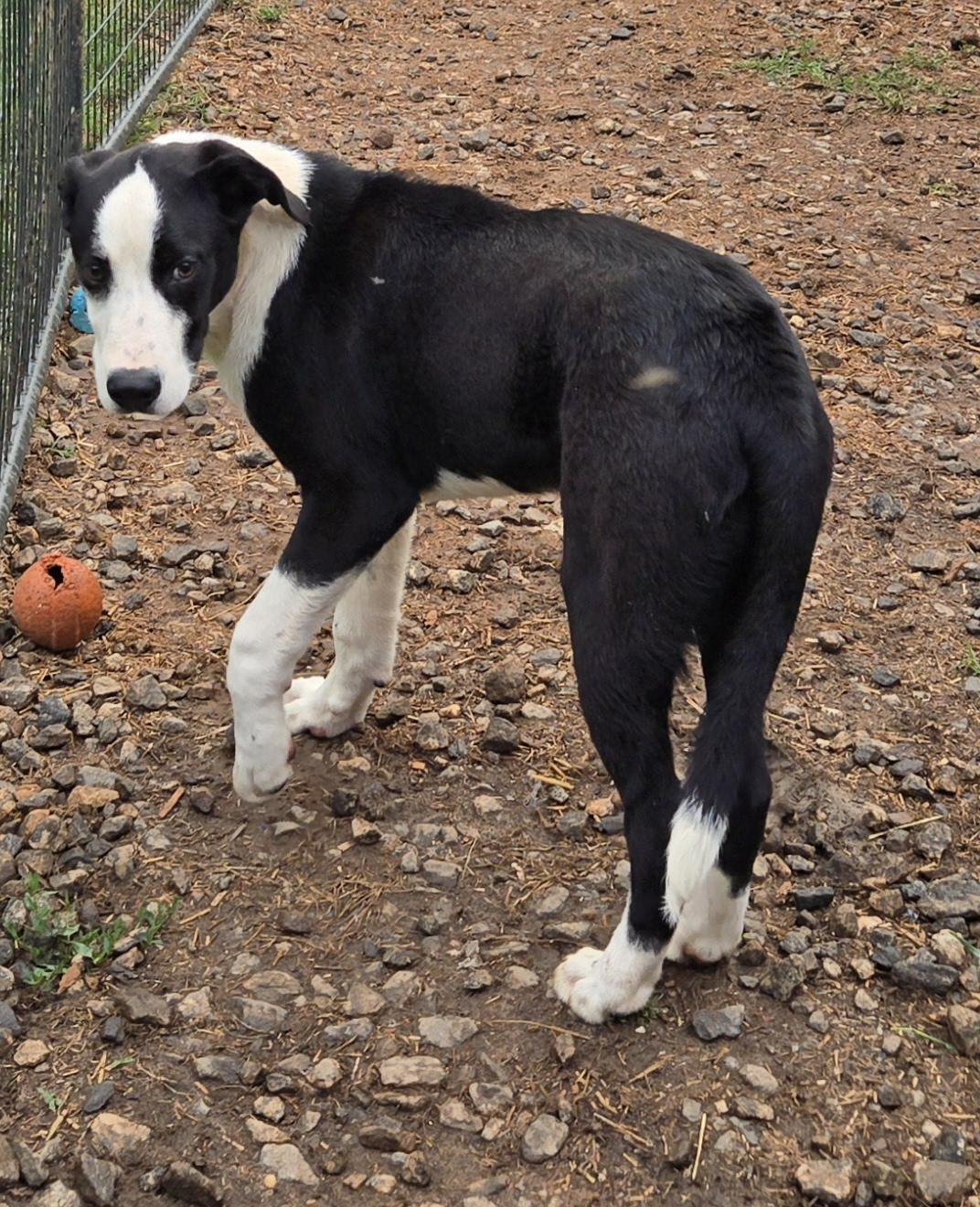 Sulley, a Adoptable mixed breed in Abbeville, SC image 2/6