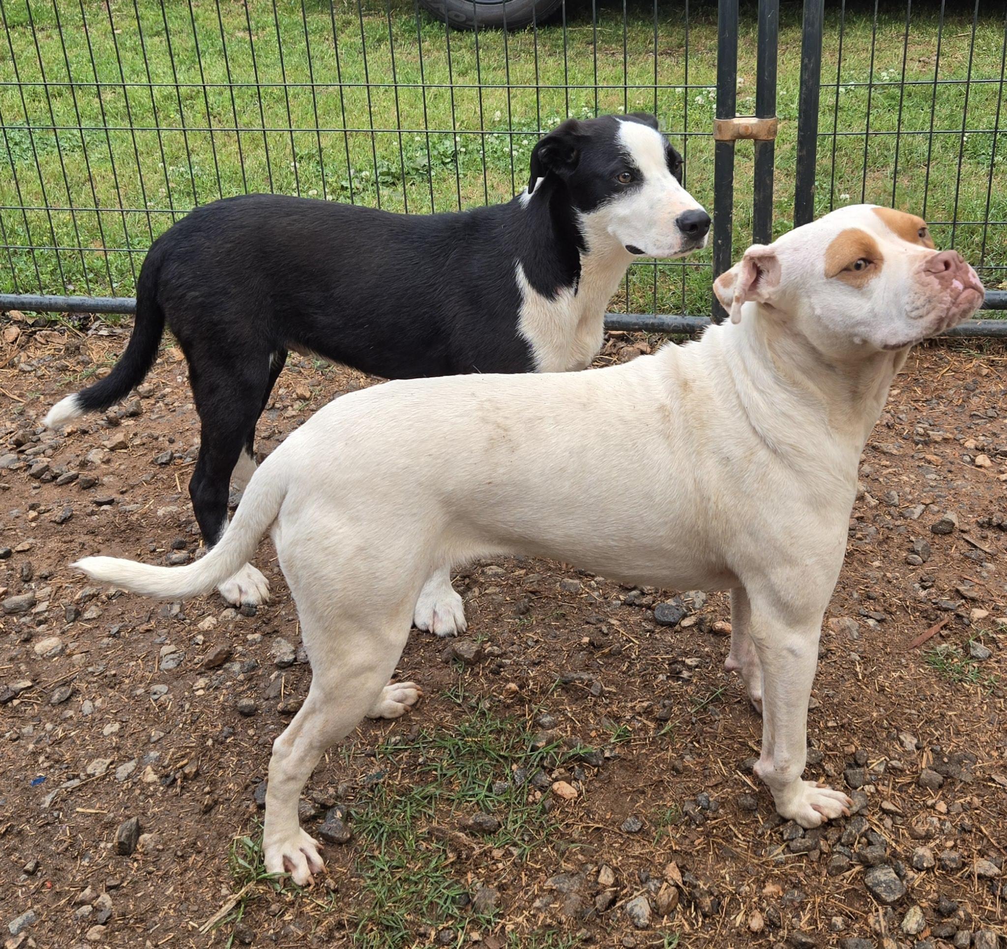 Sulley, a Adoptable mixed breed in Abbeville, SC image 3/6