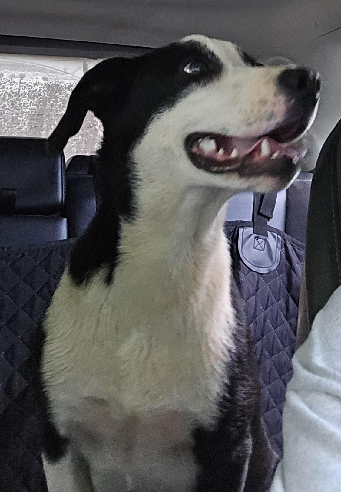 Sulley, a Adoptable mixed breed in Abbeville, SC image 4/6