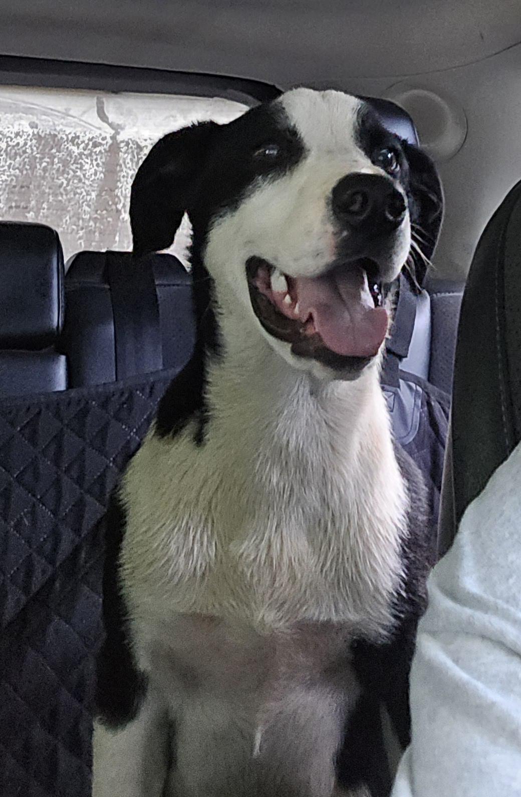 Sulley, a Adoptable mixed breed in Abbeville, SC image 5/6