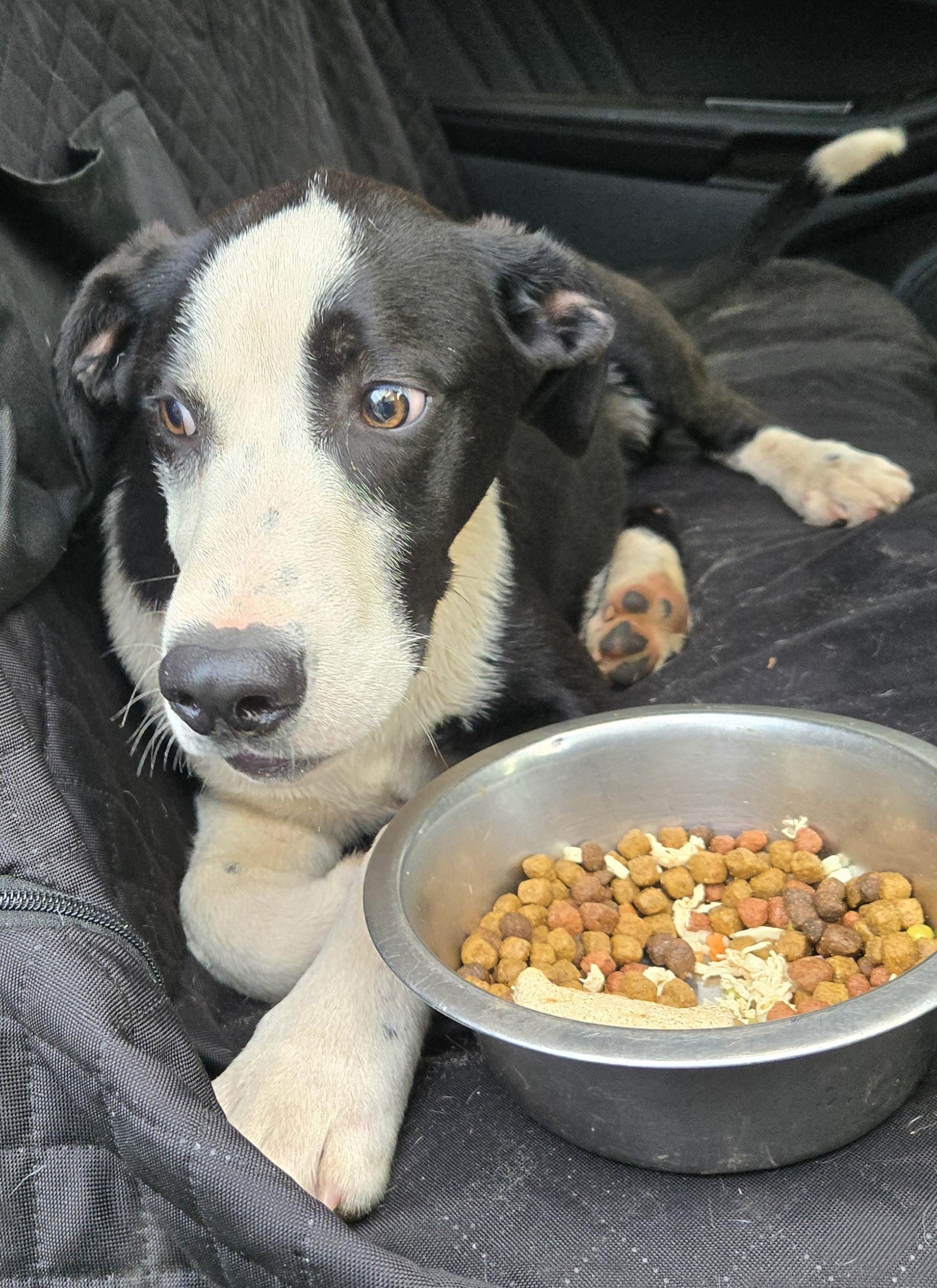 Sulley, a Adoptable mixed breed in Abbeville, SC image 6/6