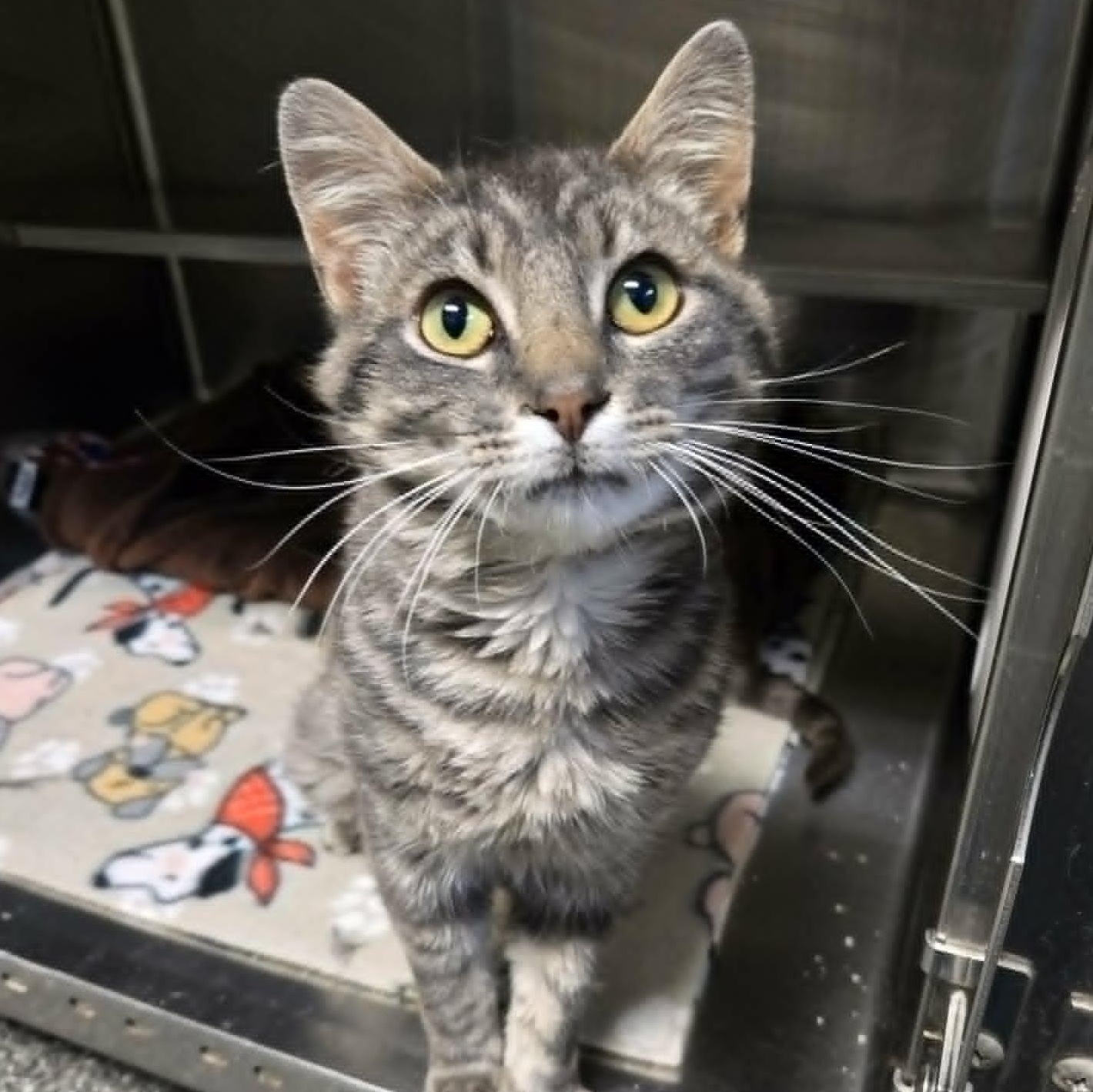 Professor Cucumber, adopted, Young Male Domestic Short Hair.