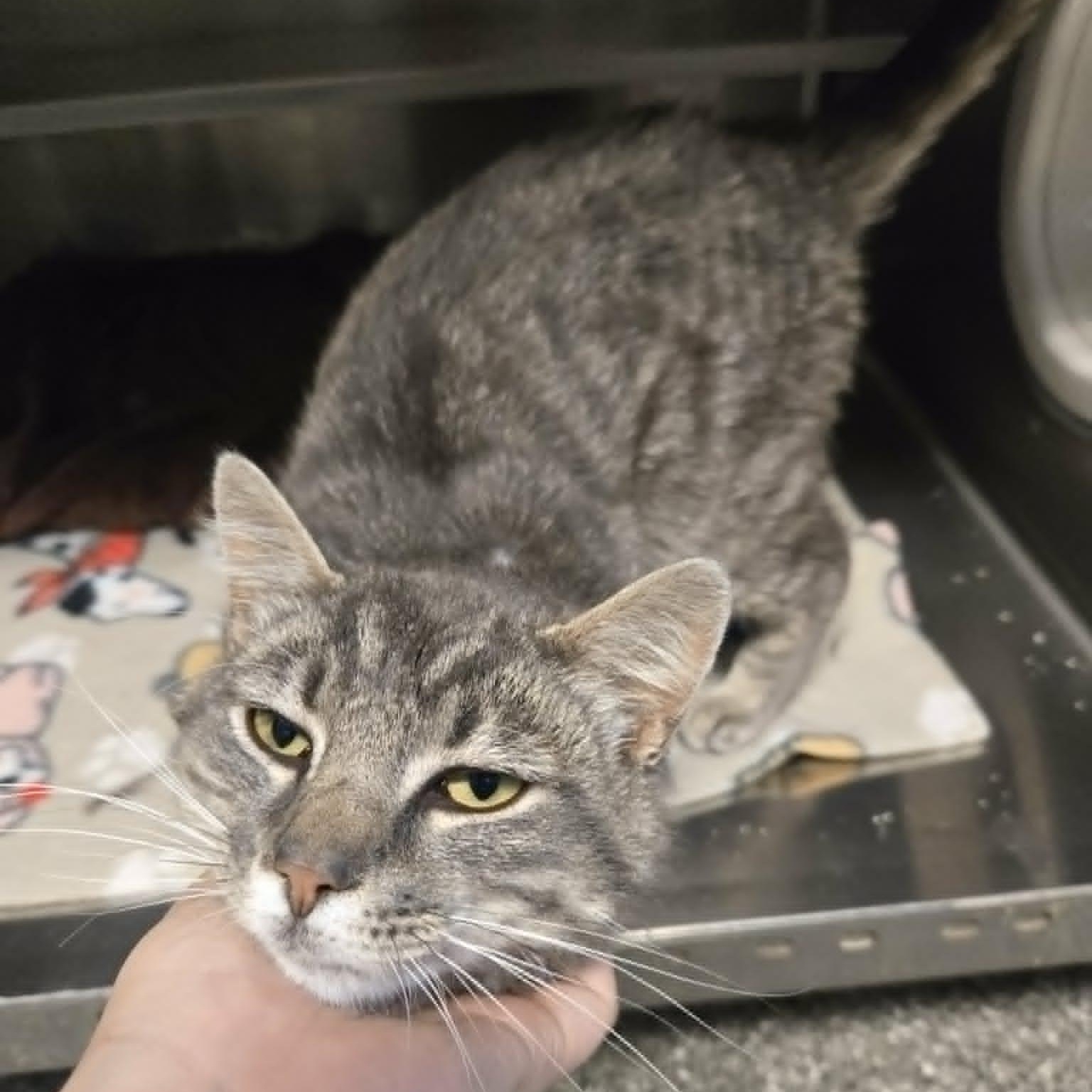 Professor Cucumber, an adopted Domestic Short Hair in Watertown, WI image 3/3