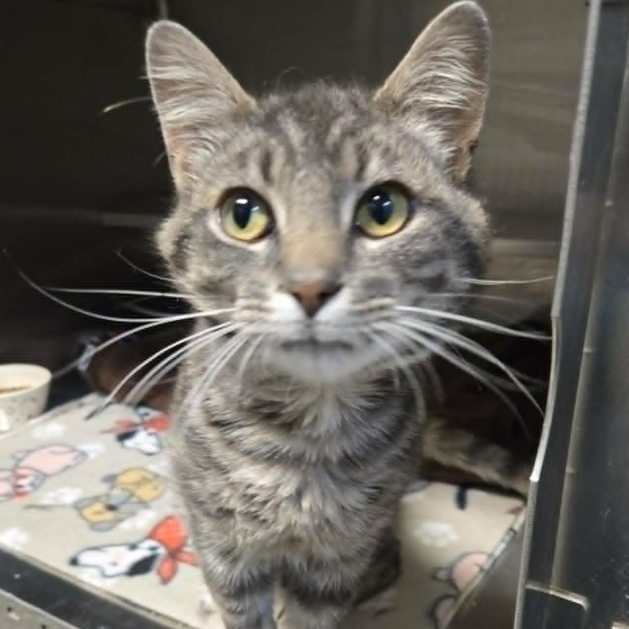 Professor Cucumber, an adopted Domestic Short Hair in Watertown, WI image 2/3