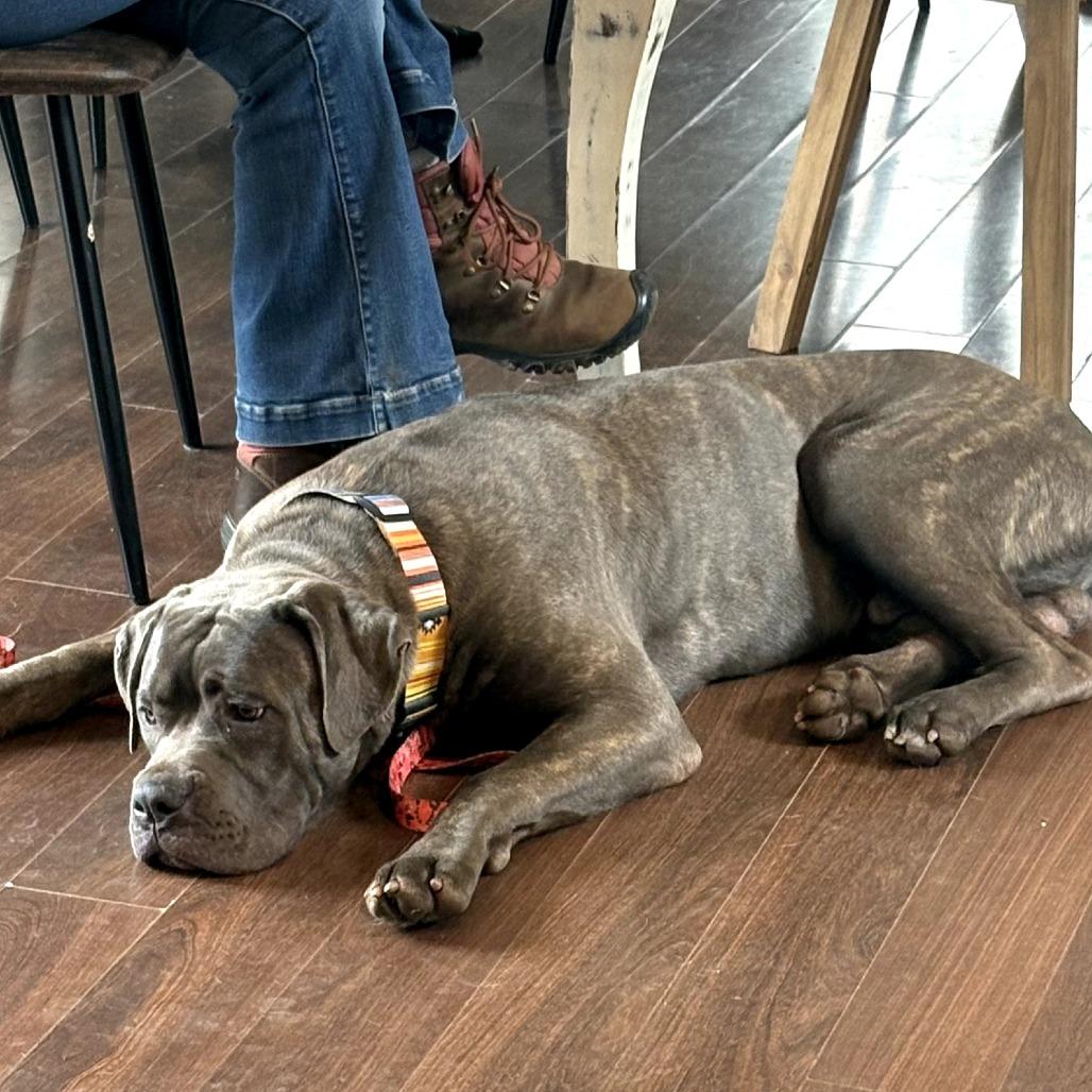 Blake, Adoptable, Young Male Mastiff.