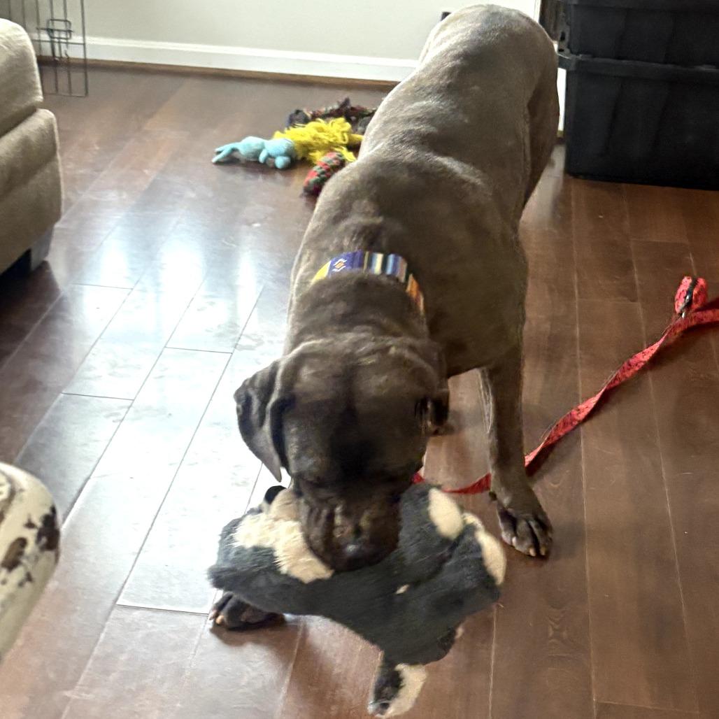 Enlarge Blake, a Adoptable mixed breed in manchester, PA image 2/6