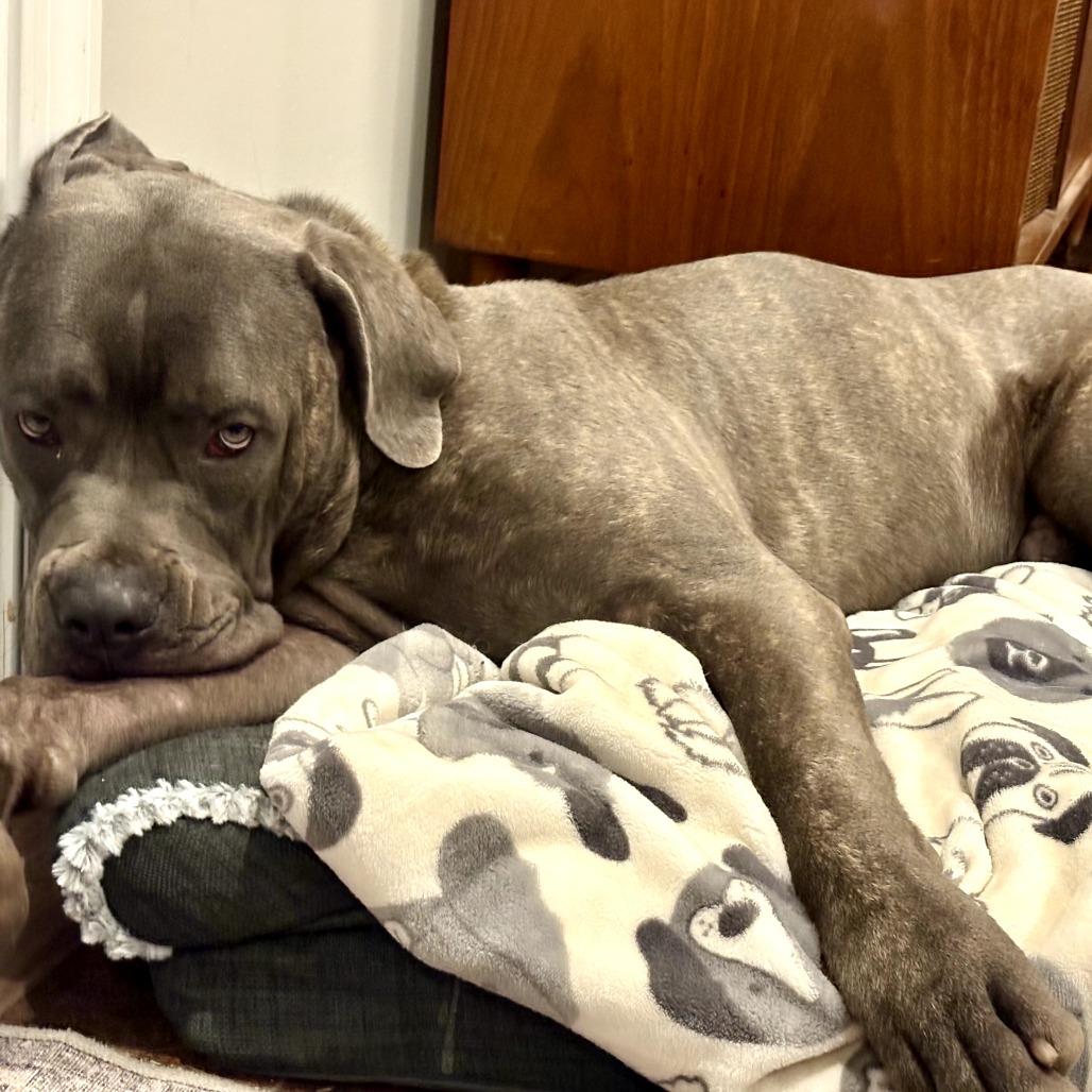 Enlarge Blake, a Adoptable mixed breed in manchester, PA image 3/6