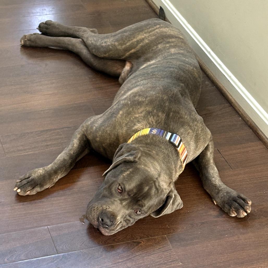 Enlarge Blake, a Adoptable mixed breed in manchester, PA image 4/6