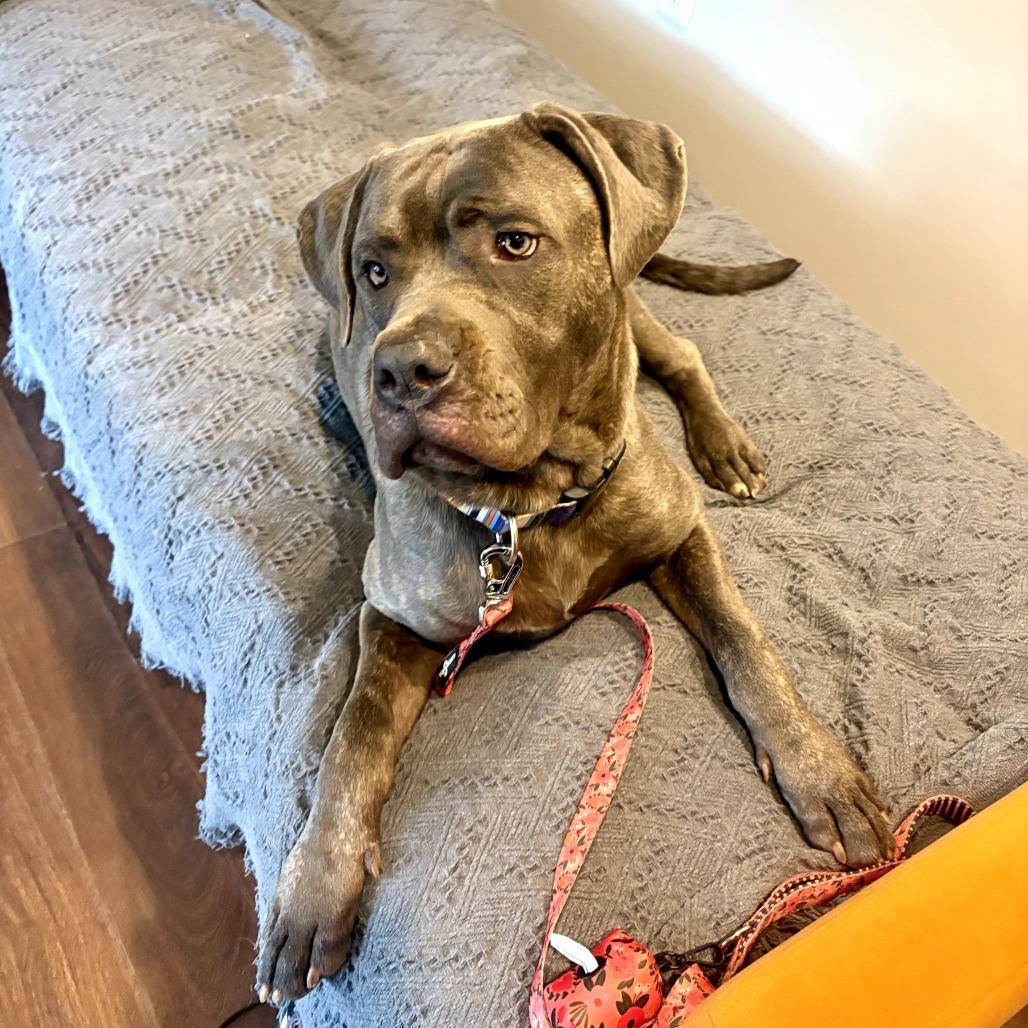 Enlarge Blake, a Adoptable mixed breed in manchester, PA image 5/6