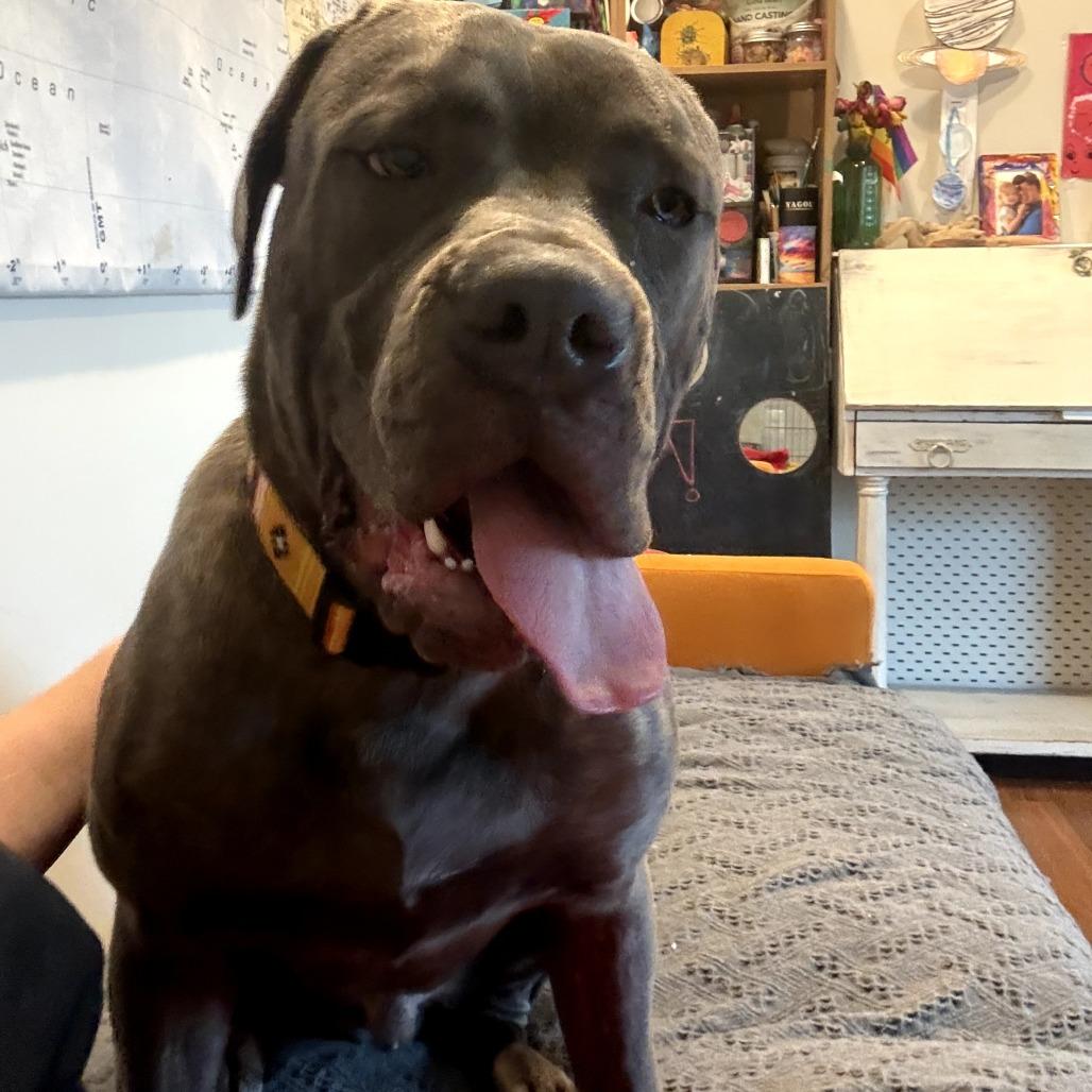 Enlarge Blake, a Adoptable mixed breed in manchester, PA image 6/6