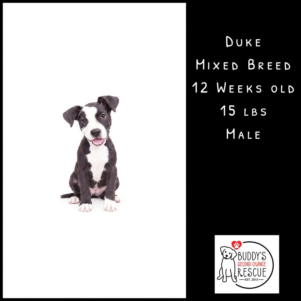 Duke, Adoptable, Puppy Male Mixed Breed.