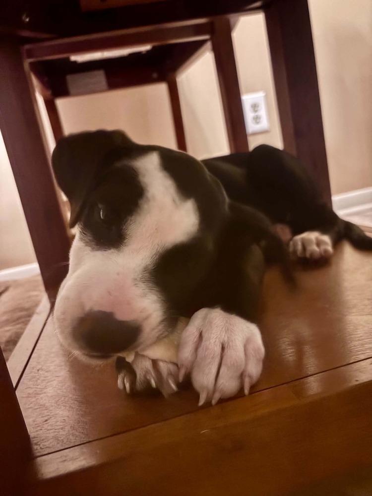 Enlarge Duke, a Adoptable mixed breed in Amherst, NY image 2/6