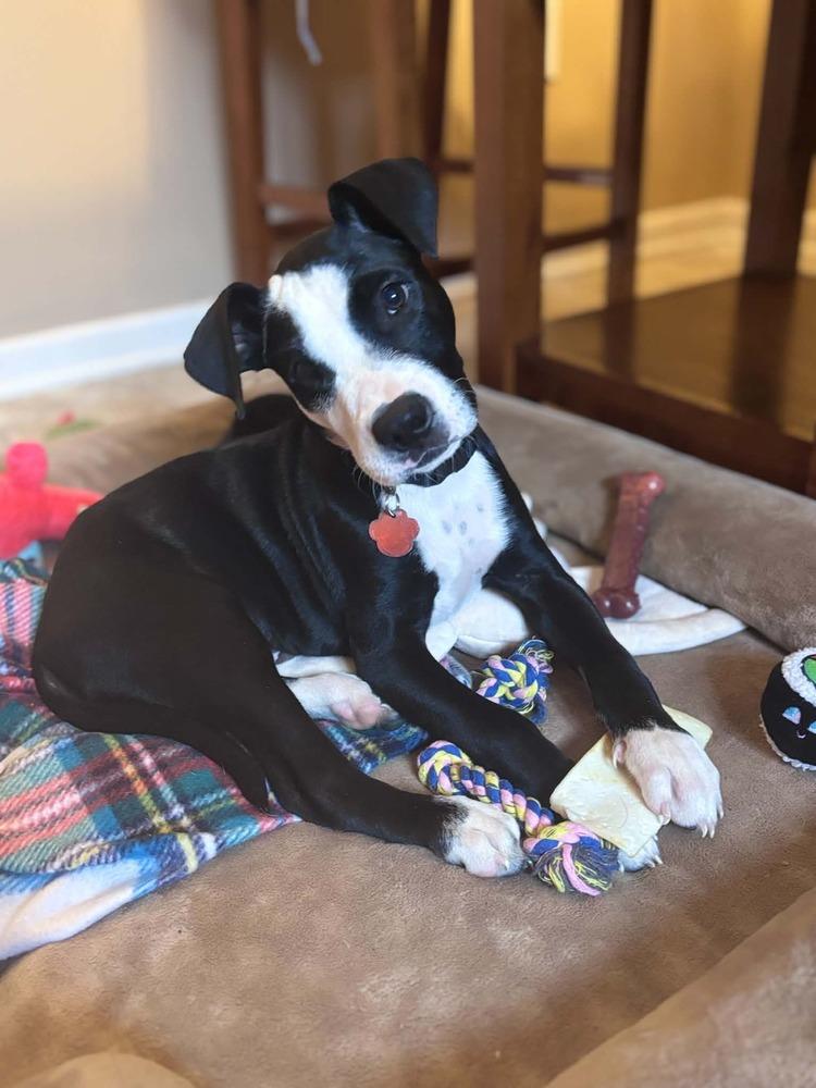 Enlarge Duke, a Adoptable mixed breed in Amherst, NY image 3/6