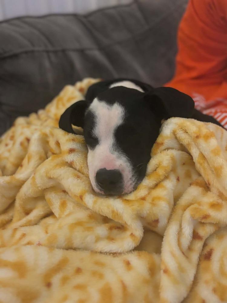 Enlarge Duke, a Adoptable mixed breed in Amherst, NY image 5/6