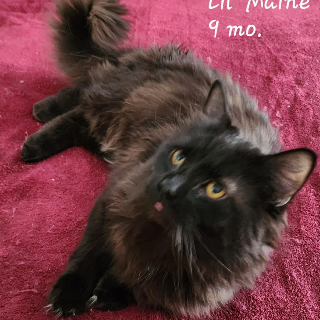 Lil Maine ARC2026-0010, Adoptable, Young Male Domestic Long Hair.