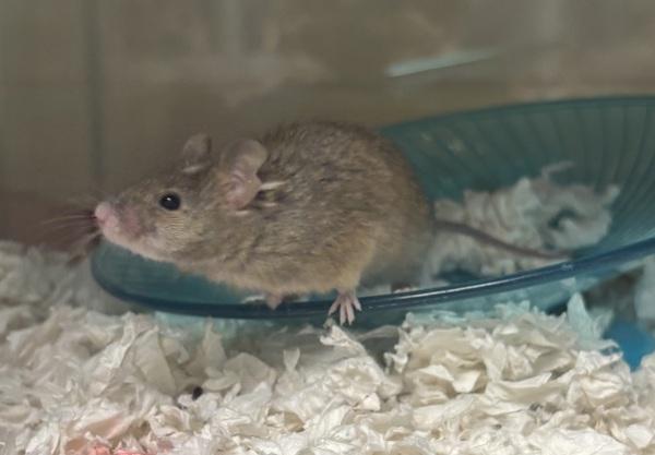 Twix, Adoptable, Young Male Mouse.