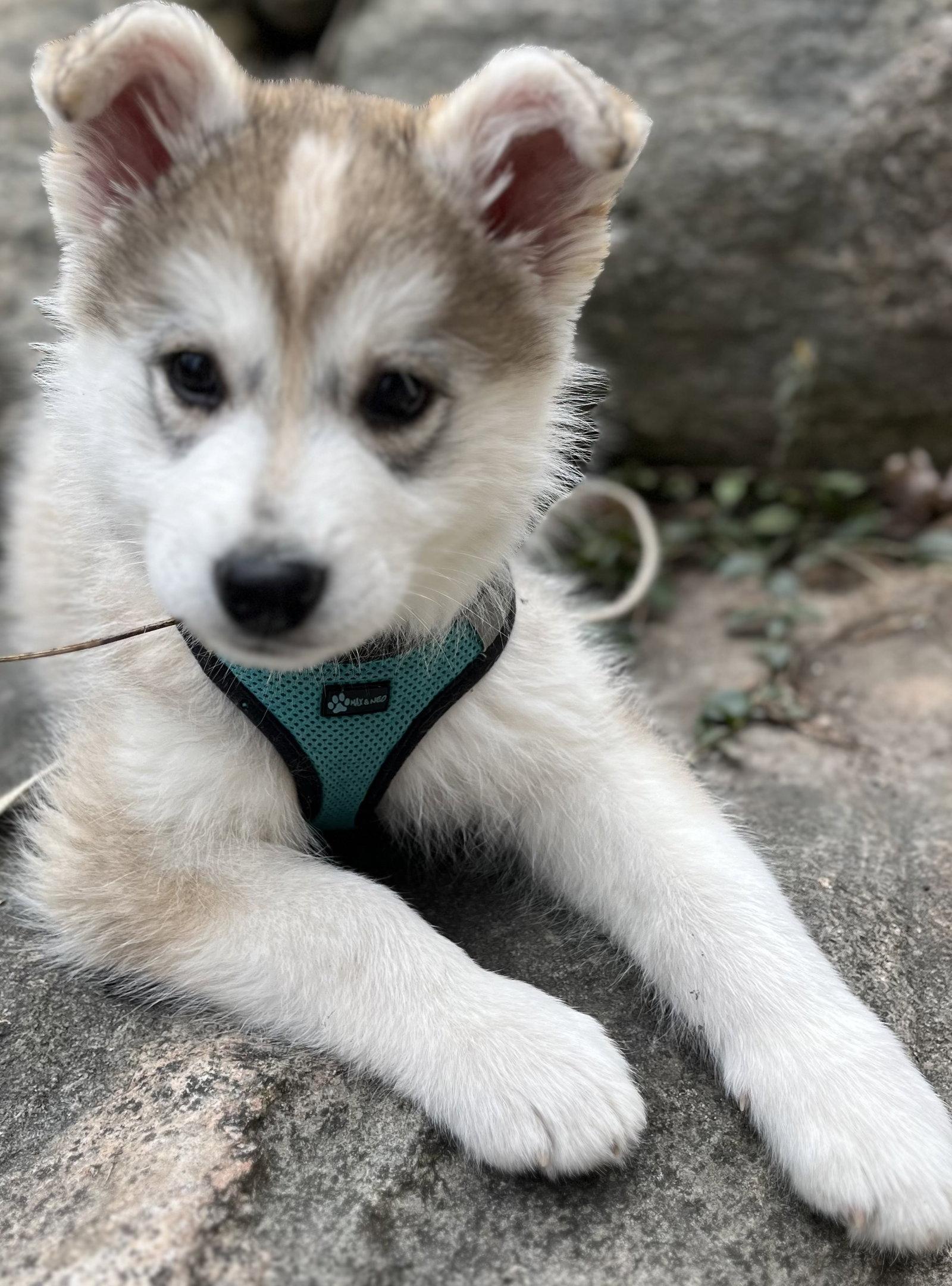HIPPITY, Adopted, Puppy Male Husky & German Shepherd Dog.